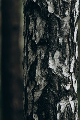 Similar image 21107088