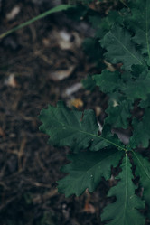 Similar image 21107113