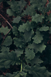 Similar image 21107114