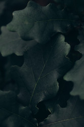 Similar image 21107116