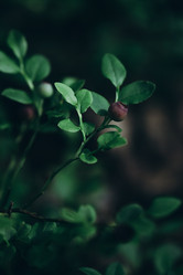 Similar image 21106956