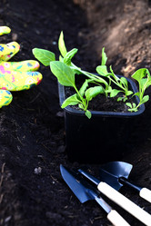 Similar image 21106747