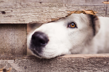 Similar image 21106395