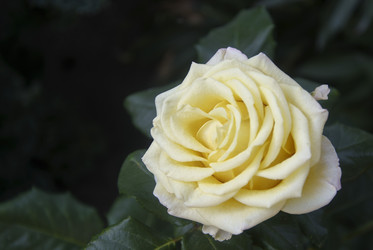 Similar image 21106429