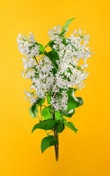 Similar image 21108069