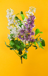 Similar image 21108248