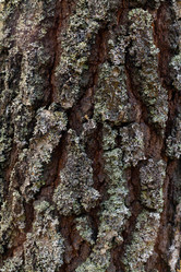 Similar image 21106447