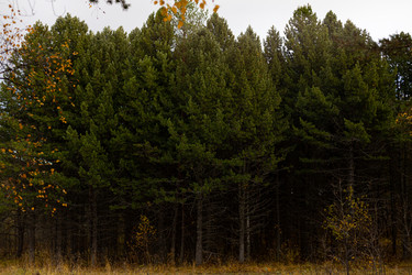 Similar image 21106785