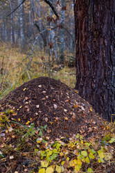 Similar image 21106786