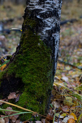 Similar image 21106787