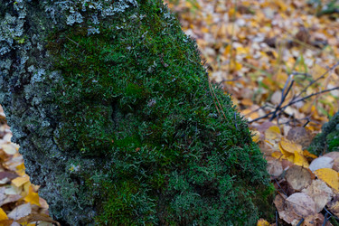 Similar image 21106789