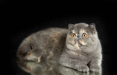 Similar image 21106451