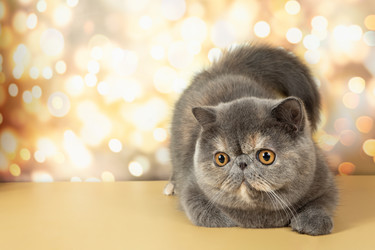 Similar image 21106454