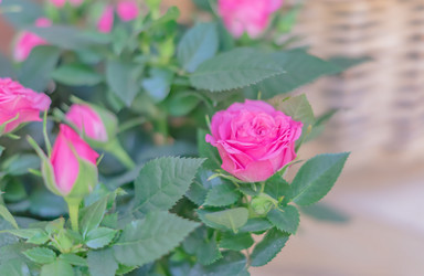 Similar image 21130676