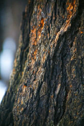 Similar image 21107153