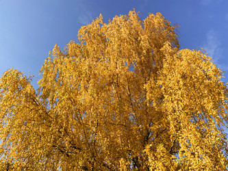 Similar image 21113774