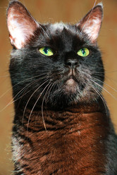 Similar image 21113784