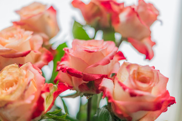 Similar image 21131436