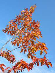 Similar image 21130857