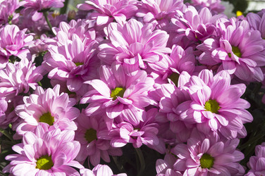 Similar image 21113732