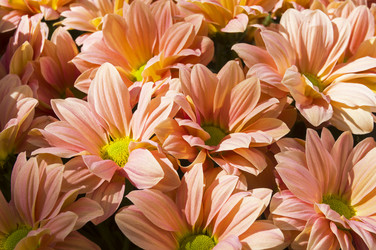 Similar image 21113733