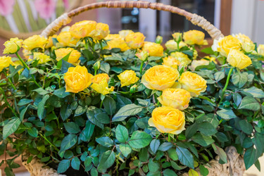 Similar image 21131712