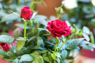 Similar image 21130574