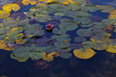 Similar image 21115484