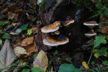 Similar image 21115504