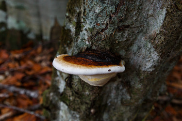 Similar image 21115505