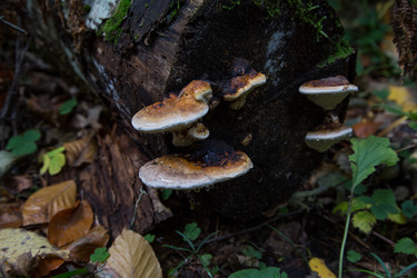 Similar image 21115506