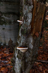 Similar image 21115508