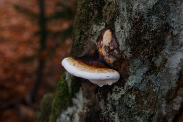 Similar image 21115512