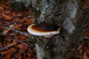 Similar image 21115514