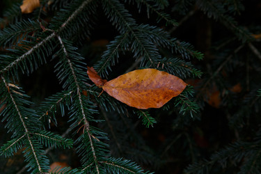 Similar image 21115574