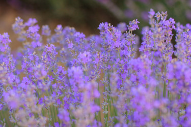 Similar image 21114482