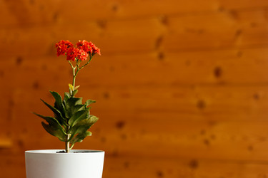 Similar image 21115540