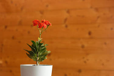 Similar image 21115542