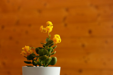 Similar image 21115545