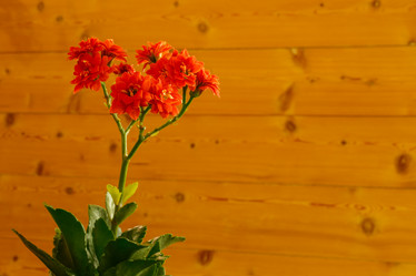 Similar image 21115546