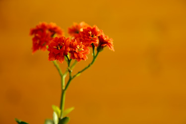 Similar image 21115547