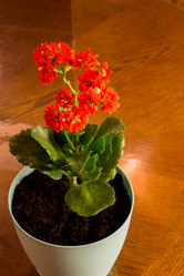 Similar image 21115548