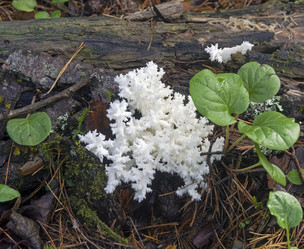Коралловый ежович (Hericium coralloides) на упавшем дереве в сибирской тайге.Иркутская область, Россия - Wombat