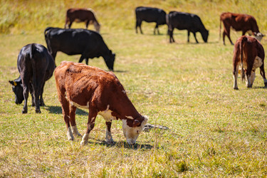 Similar image 21115599