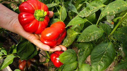 Similar image 21115238