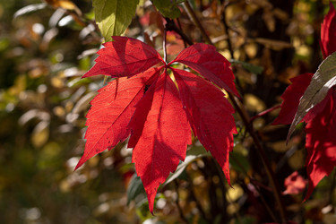 Similar image 21115616