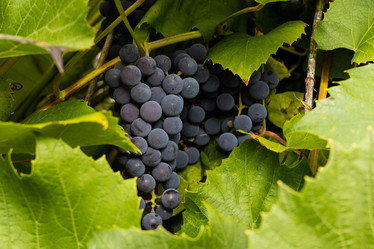 Similar image 21115618