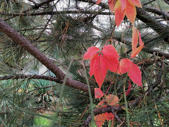 Similar image 21117135