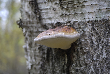 Similar image 21115636