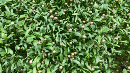 Similar image 21115916